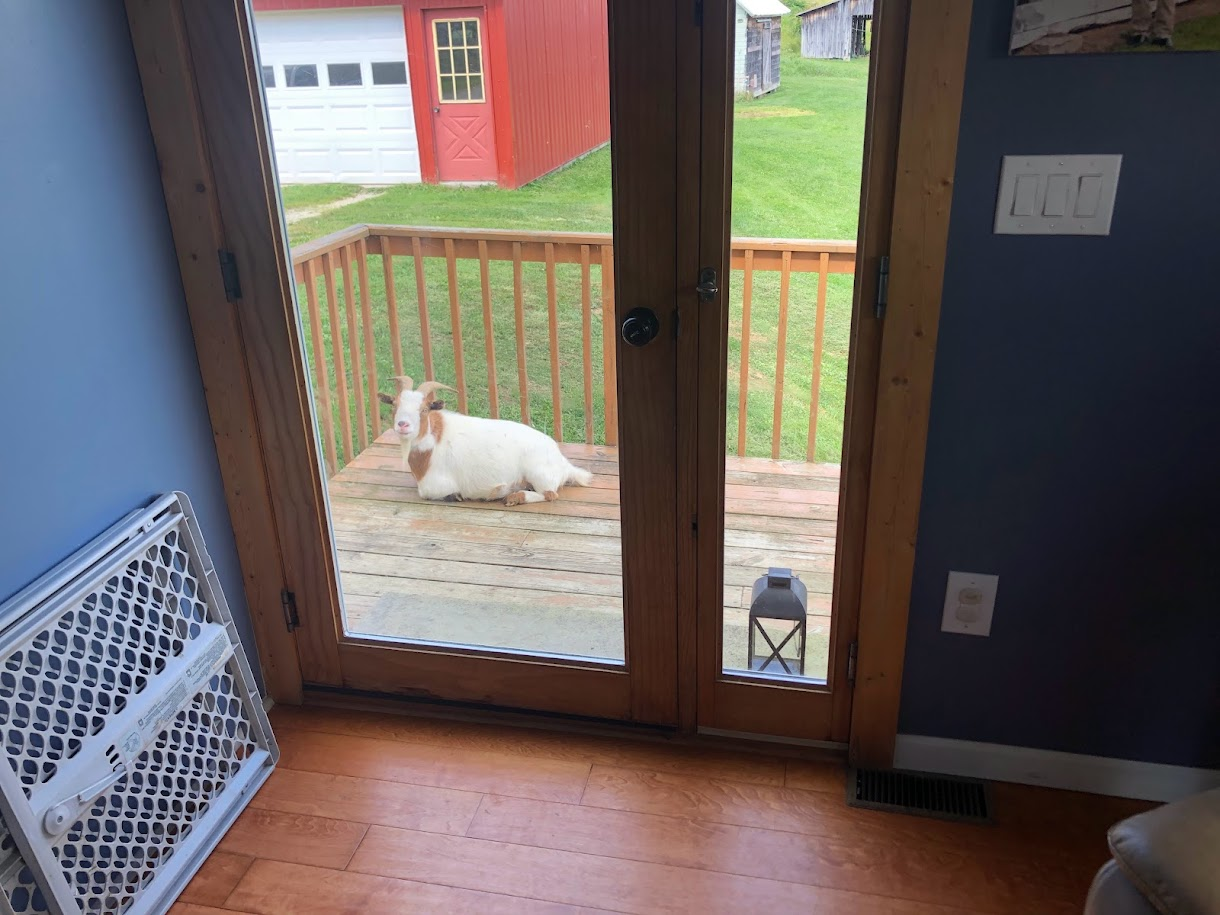 New Neighbor
