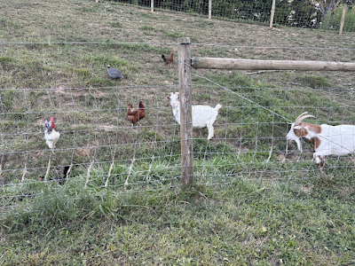 Good Fence