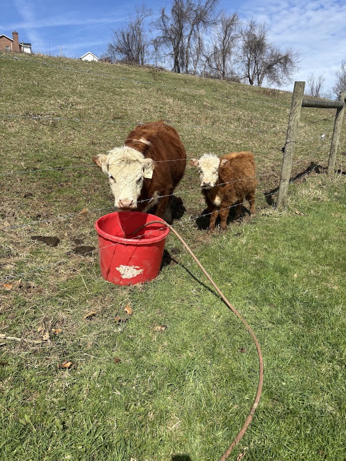 Cows